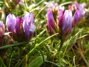 Purple Milk-vetch_edited-1