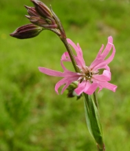 Ragged Robin_edited-1