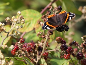 Red-Admiral-1-Hector-Galley