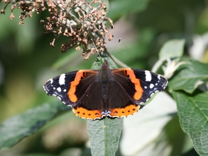 Red-Admiral-3-Hector-Galley