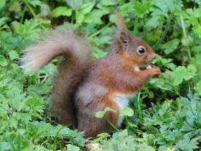 Red-Squirrel-2-Derek-Bilton