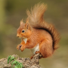 Red-Squirrel-Derek-Bilton