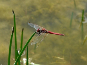 Red-veined-Darter-Roger-Foster-gallery