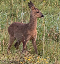 Roe-Deer-Derek-Bilton-gallery2