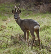 Roe-Deer-Derek-Bilton-gallery3