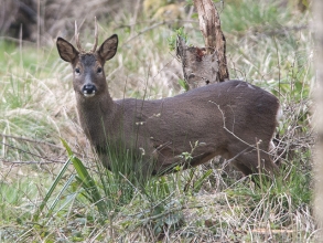 Roe-Deer-gallery4-Derek-Bilton