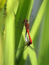 Ruddy Darter