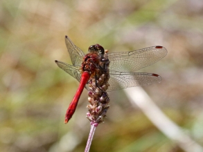 Ruddy Darter