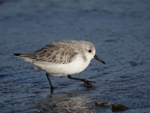 CBarlow Sanderling Newbiggin