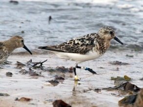 Sanderling colour ringed in Mauretania