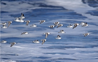 Sanderling