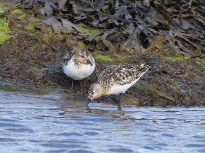 Sanderling2
