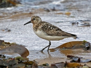 sanderling9