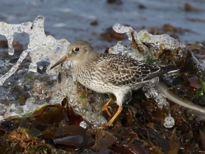 Purple Sandpiper