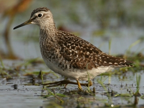 Wood-Sandpiper-2-Jimmy-Steele-gallery