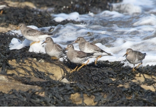 purple sandpipers newbiggin
