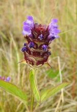 Self-heal_edited-1