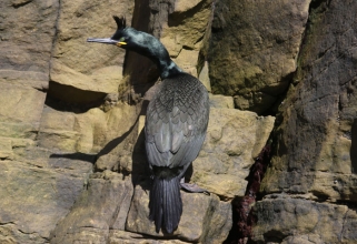 shag JBJ2