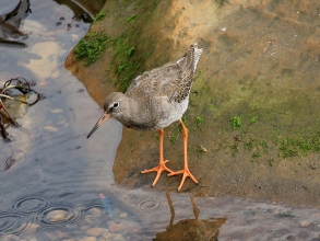 Redshank-1-Paul-Buskin-St-Marys-Sept-17-gallery