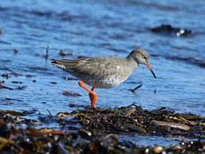 redshank