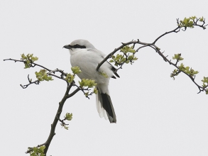 Great-Grey-Shrike-1-Jimmy-Steele-gallery Great-Grey-Shrike-1-Jimmy-Steele-gallery