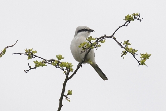 Great-Grey-Shrike-2-Jimmy-Steele-gallery Great-Grey-Shrike-2-Jimmy-Steele-gallery