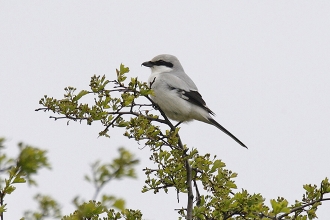 Great-Grey-Shrike-3-Jimmy-Steele-gallery Great-Grey-Shrike-3-Jimmy-Steele-gallery