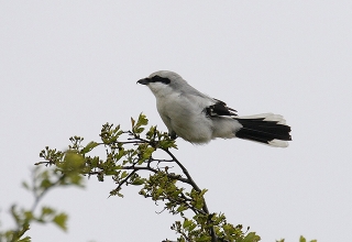 Great-Grey-Shrike-5-Jimmy-Steele-gallery