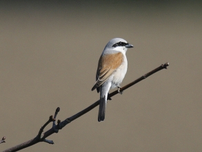 Red-backed-Shrike-1-Jimmy-Steele-gallery Red-backed-Shrike-1-Jimmy-Steele-gallery