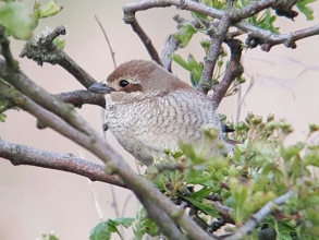 Red-backed-Shrike-Woodhorn-David-Dack-gallery1