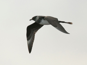 Pomarine-Skua-1-Jimmy-Steele-gallery