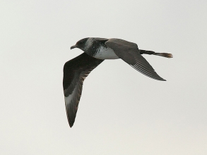 Pomarine-Skua-1-Jimmy-Steele-gallery Pomarine-Skua-1-Jimmy-Steele-gallery