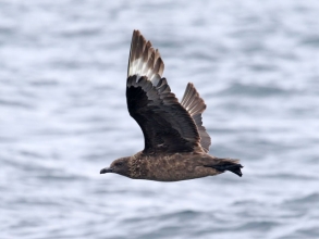 bonxie