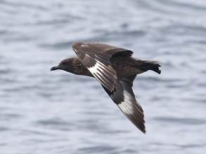 bonxie2 bonxie2
