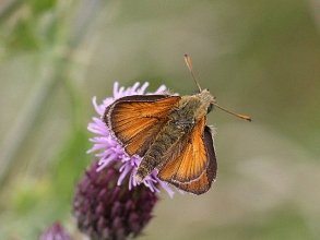 Small-Skipper-Hector-Galley-photo2