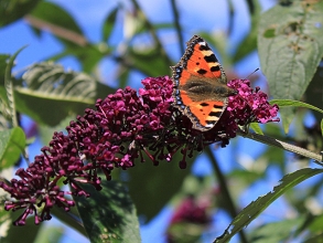 Small-Tortoiseshell-1-Adriana-Buskin-gallery Small-Tortoiseshell-1-Adriana-Buskin-gallery