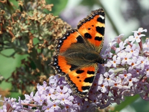 Small-Tortoiseshell-Hector-Galley-photo1