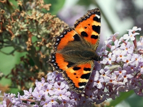Small-Tortoiseshell-Hector-Galley-photo1 Small-Tortoiseshell-Hector-Galley-photo1