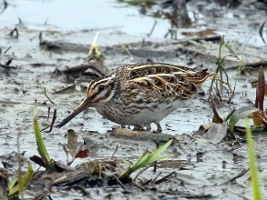 Jack-Snipe-1-Hector-Galley-May-17 Jack-Snipe-1-Hector-Galley-May-17