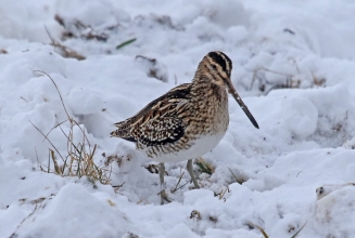 budge snipe