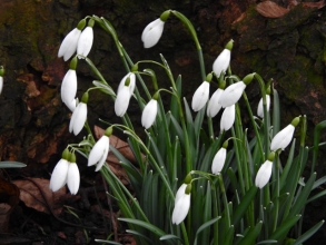 Snowdrops_edited-1