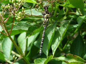 Southern-Hawker-Roger-Foster-gallery