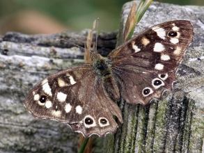 Speckled-Wood-1-Hector-Galley