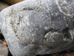 Crinoids and productids in Limestone