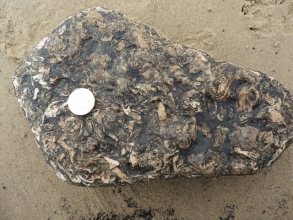 N-m Bivalve fragments graveyard possibly Carbonicola (A)