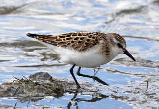 little stint