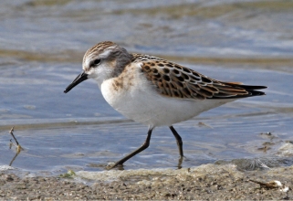 little stint2