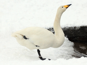 Whooper-Swan-4-AB-01-13