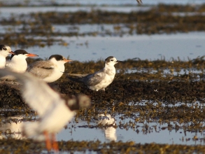 Black-Tern-1-Gallery-David-Dack Black-Tern-1-Gallery-David-Dack
