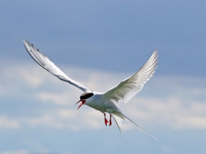 arctic tern19